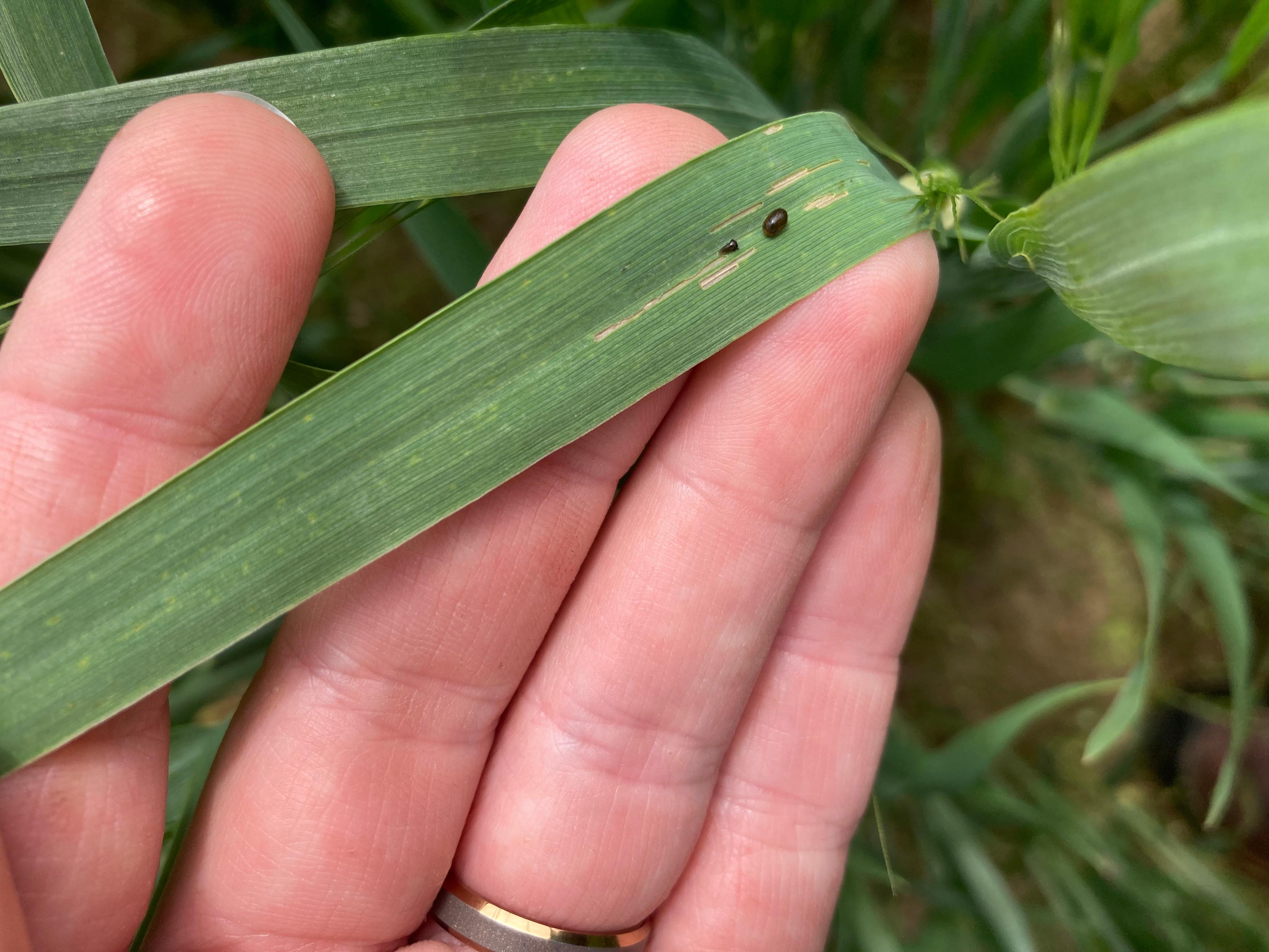 Nicolle Ritchie WW 5 19 25.jpeg